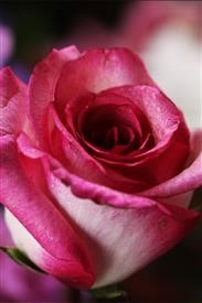 &quot;Flower Delivery Jobs Birmingham